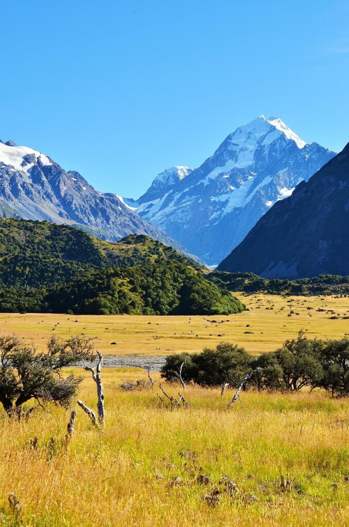 grassland, snow mountain, the scenery, beautiful, new zealand, new zealand, new zealand, new zealand, new zealand, new zealand